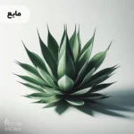 اسانس آگاوه مایع خوراکی