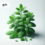 اسانس پونه کوهی مایع خوراکی