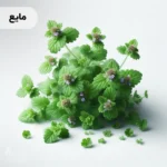 اسانس پونه مایع خوراکی