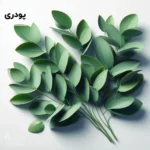 اسانس اکالیپتوس پودری خوراکی