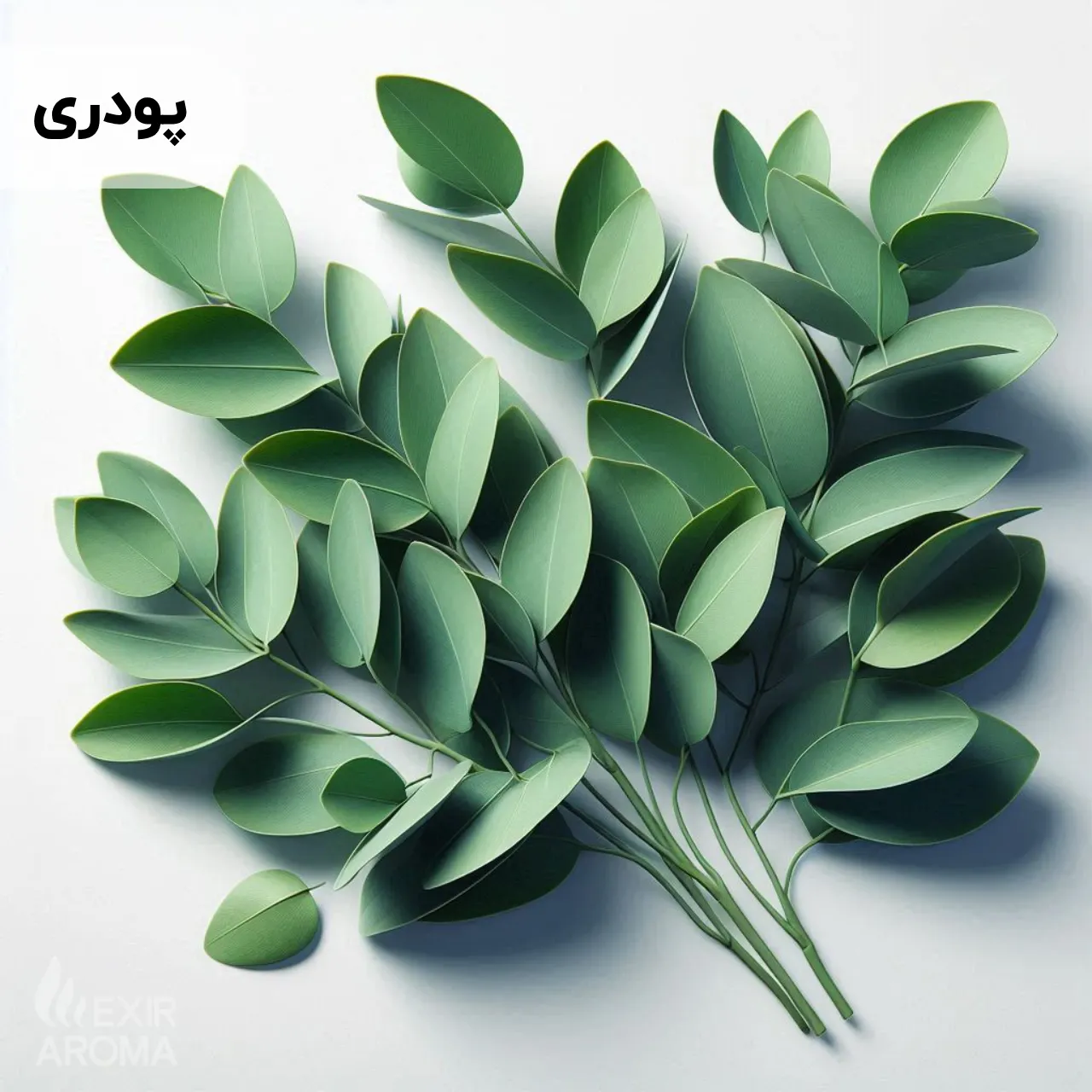 Powdered Eucalyptus Flavor - Edible اسانس اکالیپتوس پودری خوراکی - Image 1