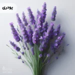 اسانس اسطوخدوس پودری خوراکی