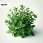 اسانس آویشن پودری خوراکی